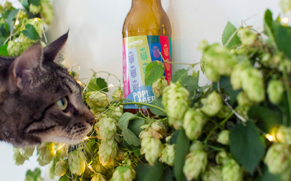 Varionica craft brewery DIY hop hoop cat

